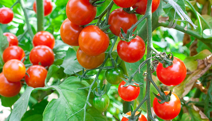 西红柿结果后施什么肥 西红柿结果后施哪些肥
