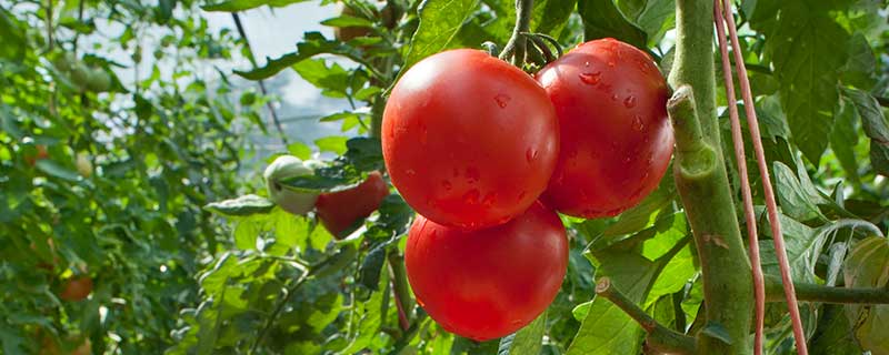 西红柿结果后施什么肥 西红柿结果后施哪些肥