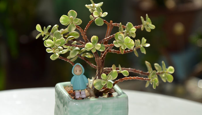 雅乐之舞怎么修剪 雅乐之舞的修剪方法