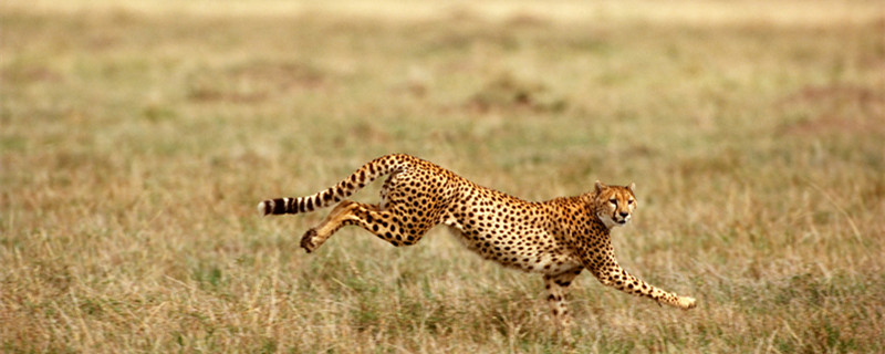猎豹的速度 猎豹为什么跑的快
