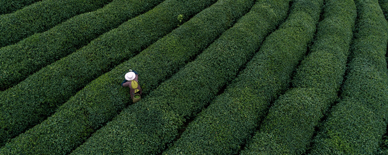 正岩肉桂茶属于什么茶 正岩肉桂茶是属于什么种类的茶	