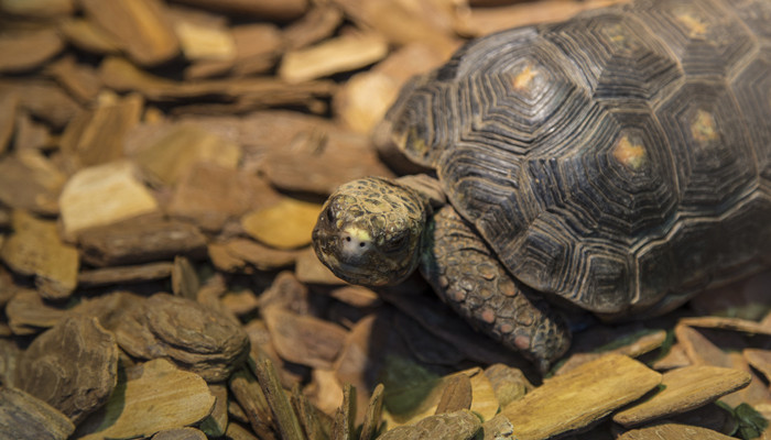 巴西龟最大能长多大 巴西龟最大能长多少厘米