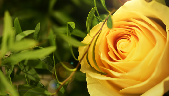 黄玫瑰的寓意和象征 黄玫瑰花语