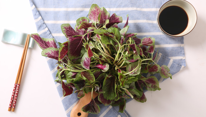 雪樱子和苋菜的区别是什么雪樱子是红苋菜吗