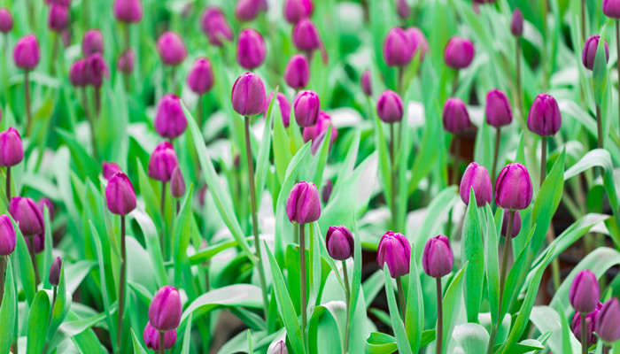 紫色郁金香花语和寓意 郁金香代表什么