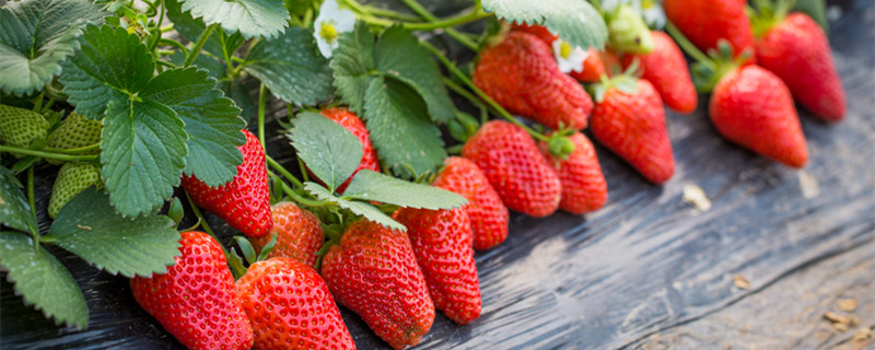 草莓能不能水培 草莓生长习性