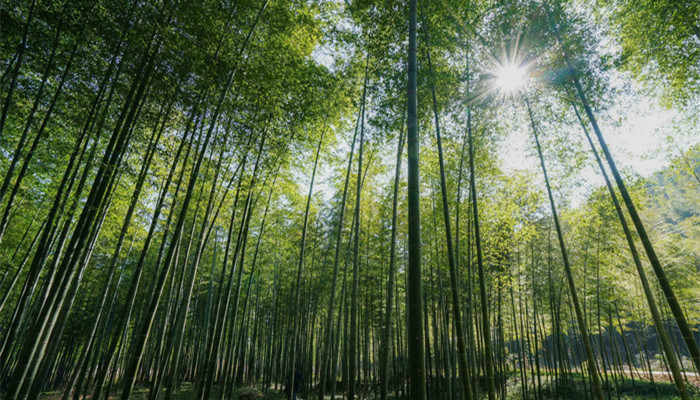 竹子的品质和精神是什么 竹子有什么品质与精神