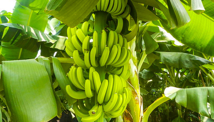 红香蕉又叫南洋红香蕉,2001年由广西科技厅从马来西亚引进的新品种