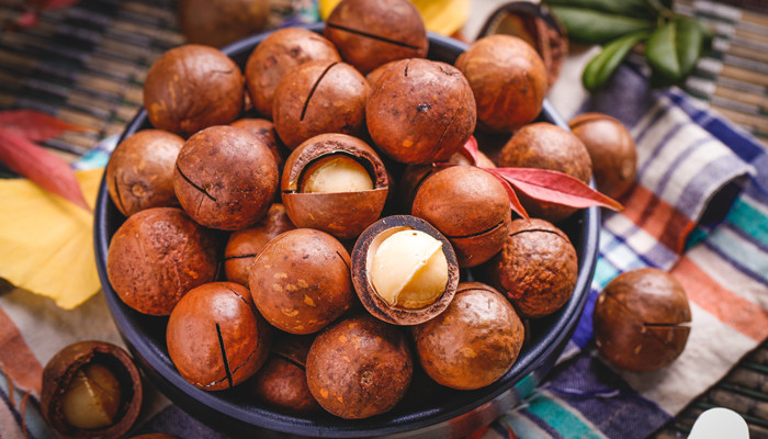 橡子与榛子的区别榛子和橡子是不是同一种东西