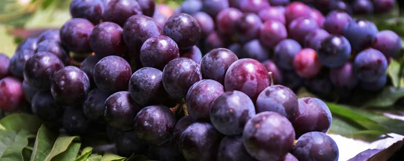 夏黑葡萄几月份熟 夏黑葡萄几月份成熟