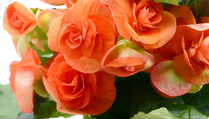 玫瑰海棠的养殖方法和注意事项 玫瑰海棠的养殖方法