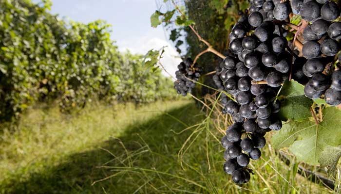 夏黑葡萄几月份熟 夏黑葡萄几月份成熟