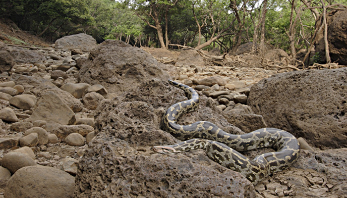 世界上最大的十种蛇 世界上最大的十种蛇有哪些