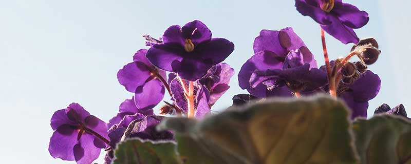 非洲紫罗兰的养殖方法和注意事项 非洲紫罗兰的养殖方法