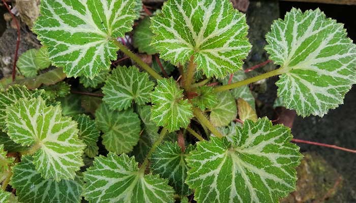 虎耳草的养殖方法和注意事项虎耳草的养殖方法