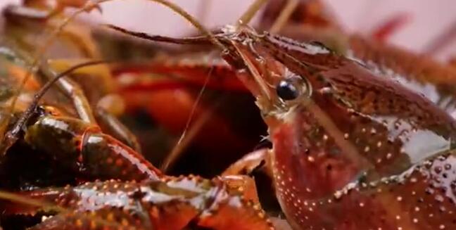 日本拟将小龙虾指定为外来入侵物种是怎么回事 日本拟将小龙虾指定为外来入侵物种是什么情况