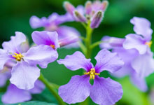 紫色的花有哪些 有哪些紫色的花