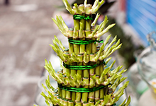 土培富贵竹的养殖方法和注意事项 土培富贵竹的养殖方法