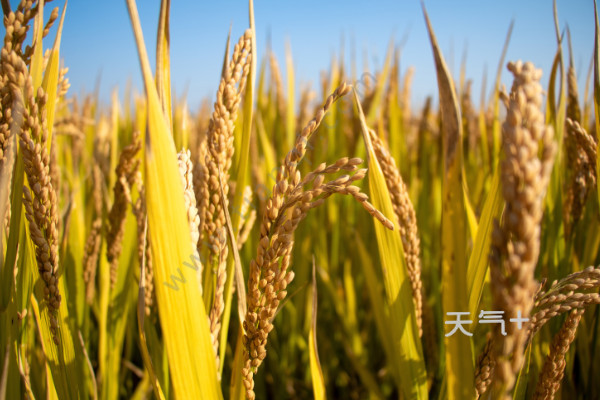 世界主要粮食有哪些 tqjia