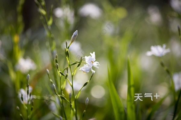 和賦詩才能將這樣的美好保存下來,韓愈的《晚春》則描繪了暮春的景色