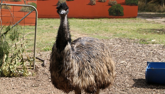 澳洲动物代表 澳洲有什么特别的动物