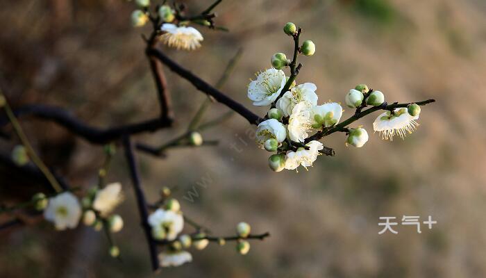 描写梅花的诗词
