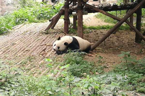 成都旅游排行_国庆节各大城市旅游收入排名,上海领先成都,南昌冲进前十
