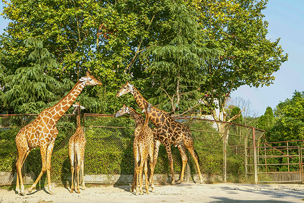 重庆动物园门票多少钱 重庆动物园值得一游吗