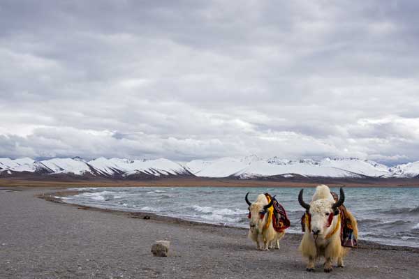 西藏旅游有高反怎么办 西藏旅游产生高反怎么办