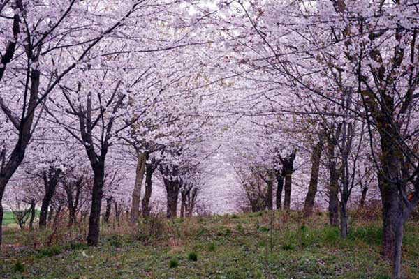 2020年平坝樱花盛开了吗 目前能去看平坝樱花吗