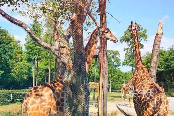 上海野生動物園門票多少錢上海野生動物園門票價格