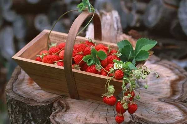 重庆摘草莓好去处 重庆哪里可以摘草莓