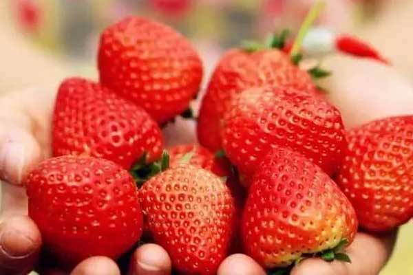 重庆摘草莓好去处 重庆哪里可以摘草莓
