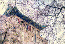 武汉大学云赏樱开始了吗 武汉大学云赏樱通道
