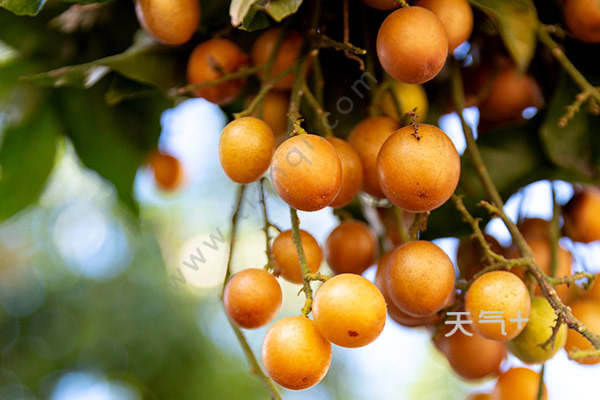tqjia