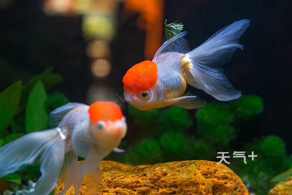 金鱼睡觉吗金鱼是如何睡觉 天气加 金鱼睡觉吗金鱼是如何睡觉 天气加
