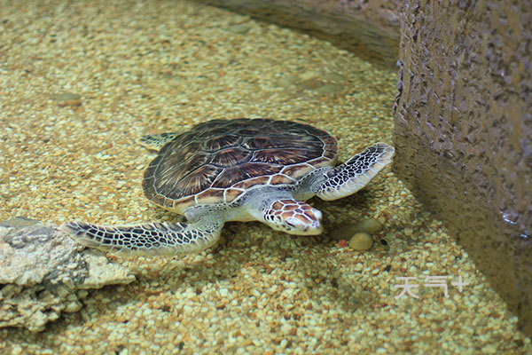 乌龟怎么分公母 tqjia