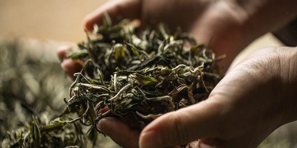 过期的茶叶能喝吗 茶叶保质期一般多久