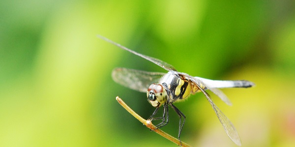 益虫和害虫的区别 益虫和害虫如何区分