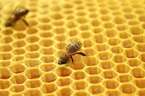 蜂胶有什么作用 蜂胶可以长期吃吗