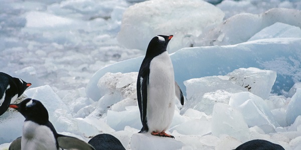 为什么北极没有企鹅 北极没有企鹅的原因