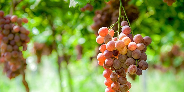 葡萄和提子的区别 葡萄和提子如何区分
