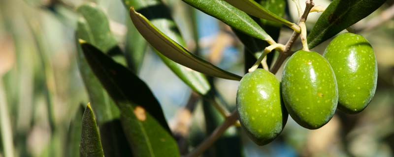 新鲜橄榄可以怎么吃 新鲜橄榄的吃法