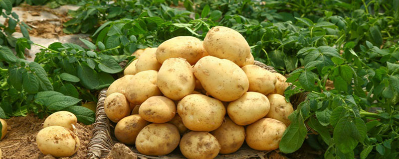 土豆发芽了怎么办 土豆发芽了还能吃吗