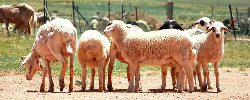美利奴羊毛是什么意思 美利奴羊毛是什么