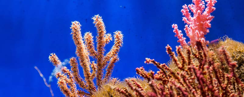 珊瑚的特点 珊瑚的外形特征