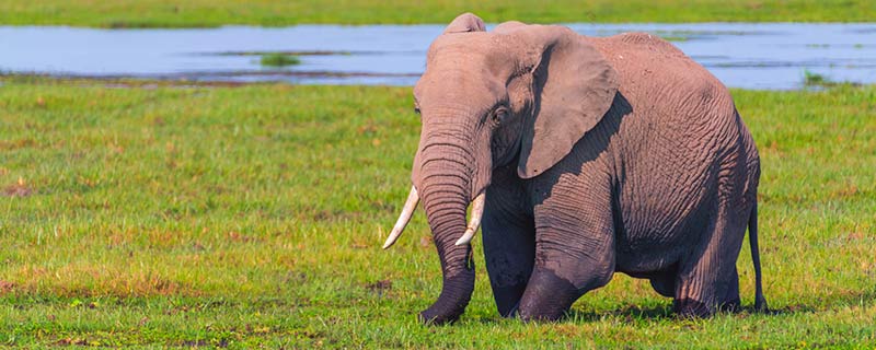 为什么大象的耳朵这么大 大象耳朵这么大的原因