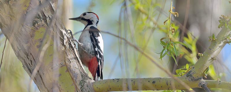 啄木鸟的美称叫什么 啄木鸟又名叫什么