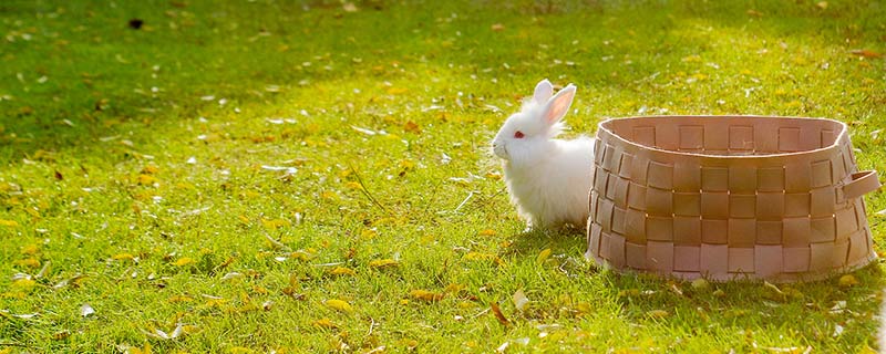 兔的特点 兔子的特点和习性