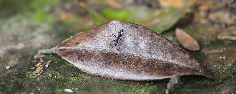 蚂蚁搬家要下雨的原因 蚂蚁搬家要下雨的原因是什么